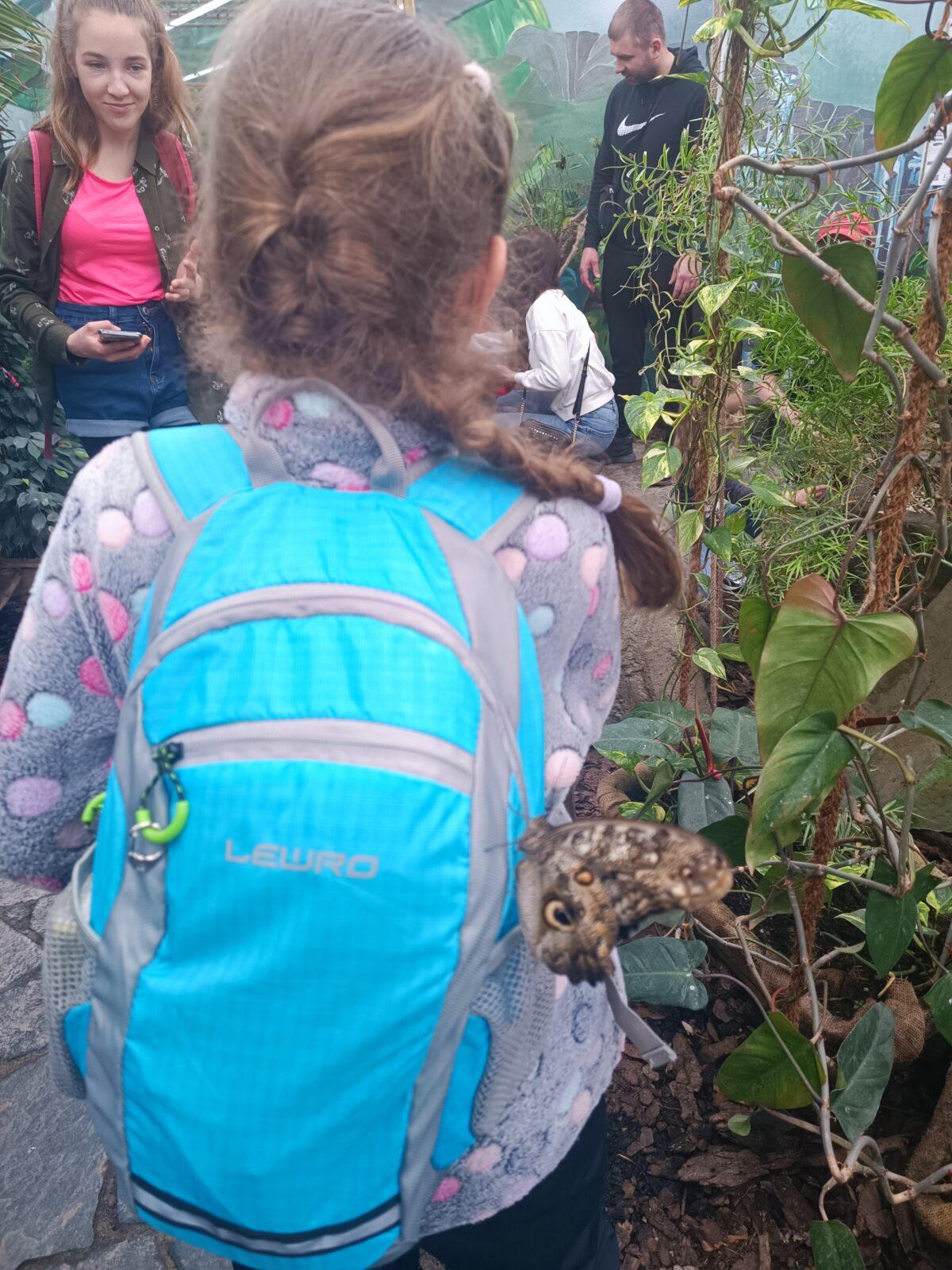 TLAPKY - 2 - motýlci a HAMELYS - 19