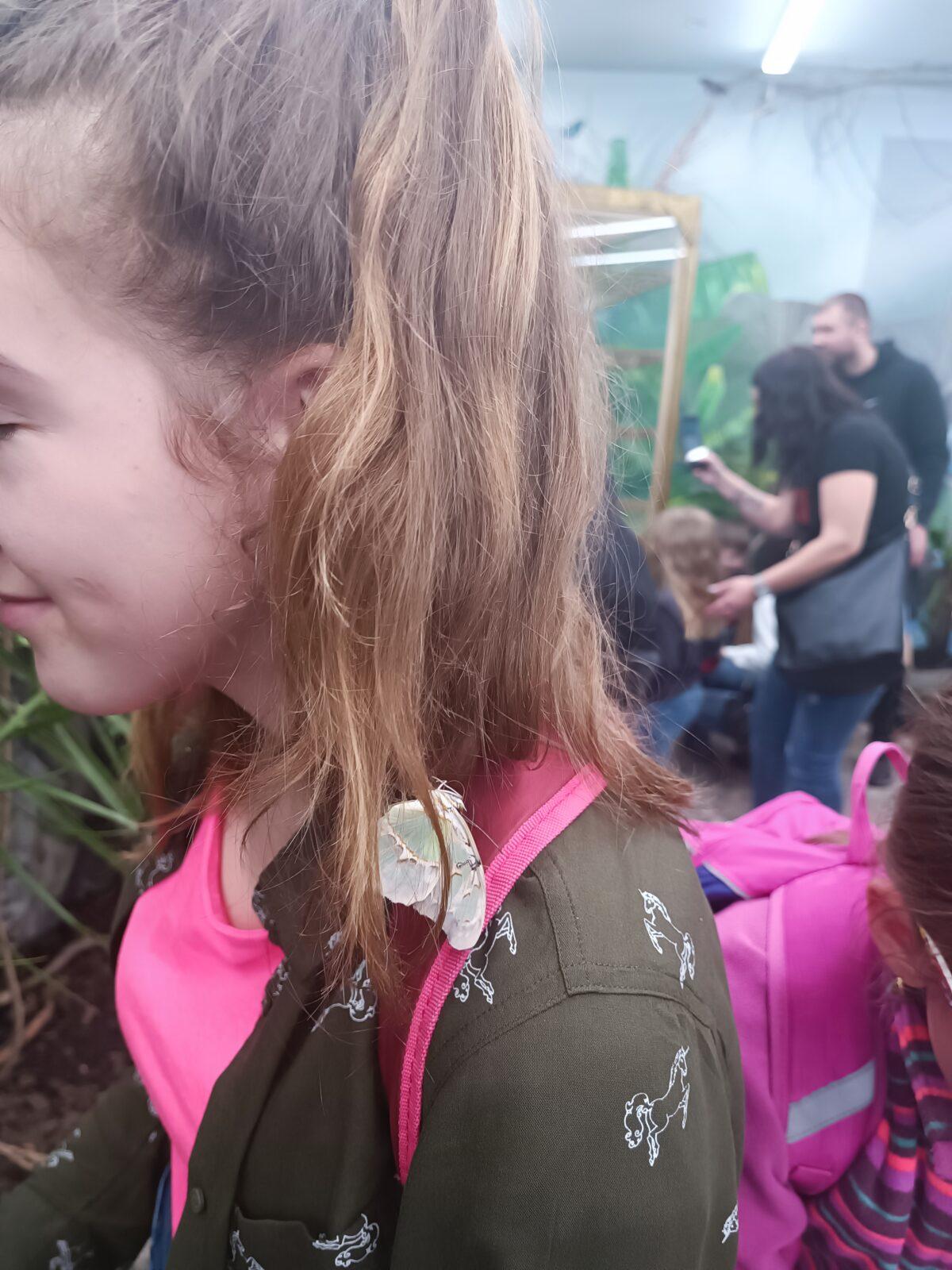 TLAPKY - 2 - motýlci a HAMELYS - 20