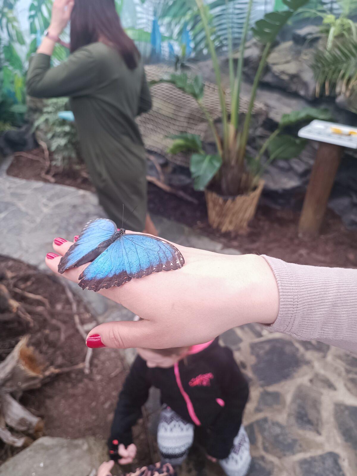 TLAPKY - 2 - motýlci a HAMELYS - 27