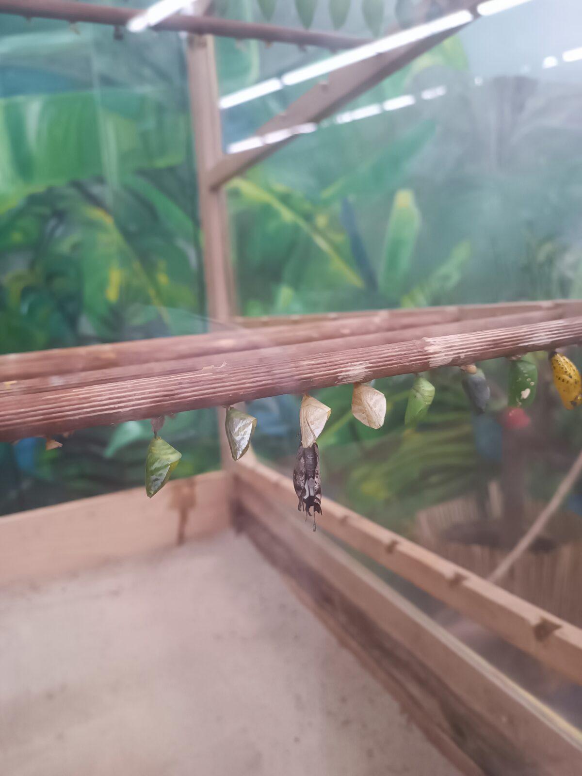 TLAPKY - 2 - motýlci a HAMELYS - 31