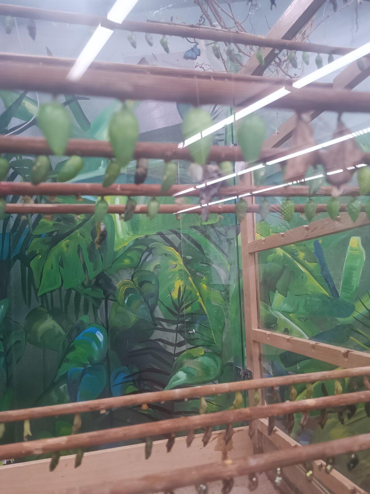 TLAPKY - 2 - motýlci a HAMELYS - 33