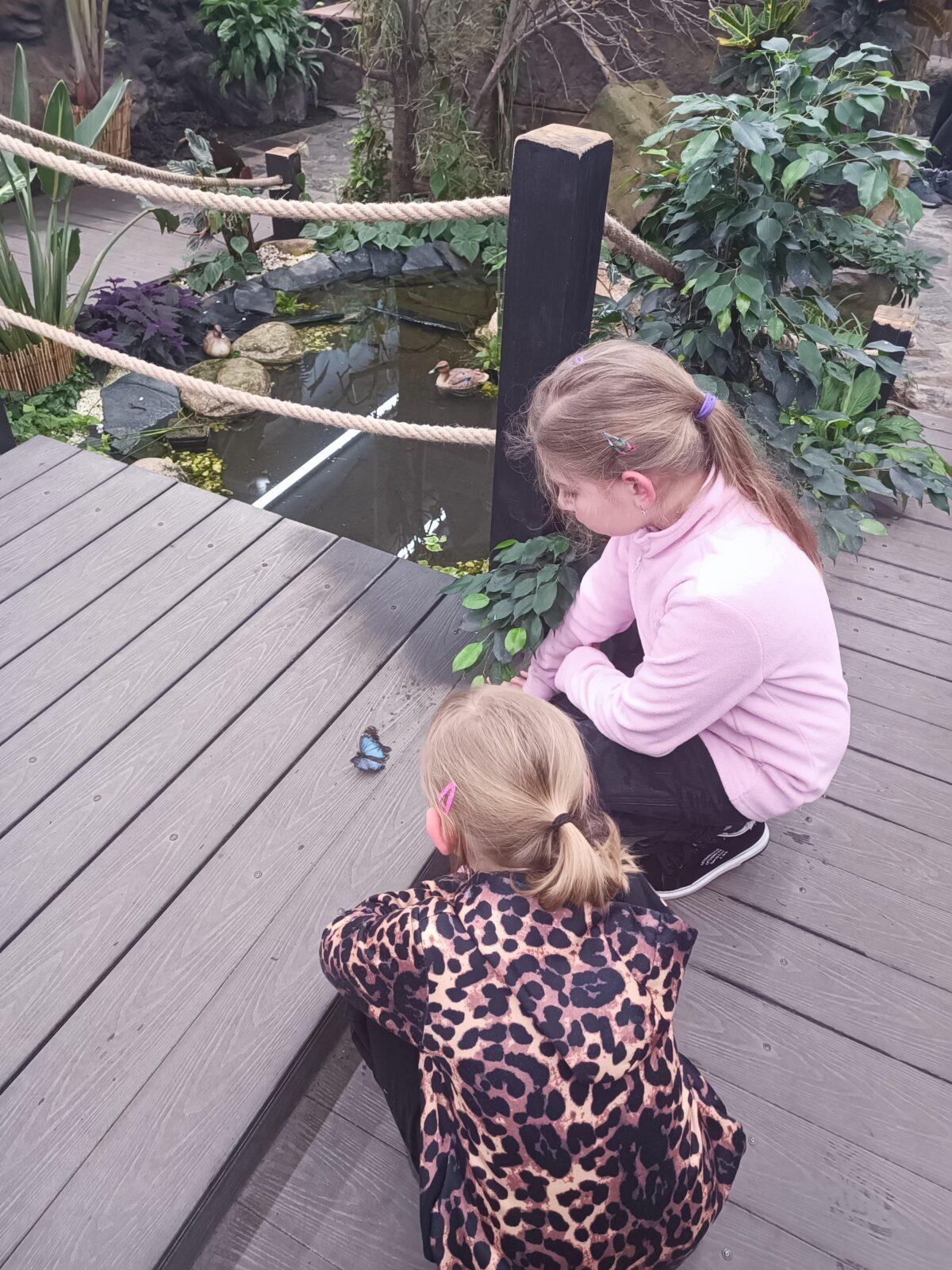 TLAPKY - 2 - motýlci a HAMELYS - 36