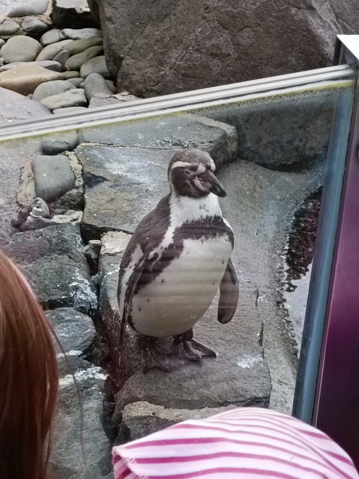 TLAPKY - Praha v ZOO - 26