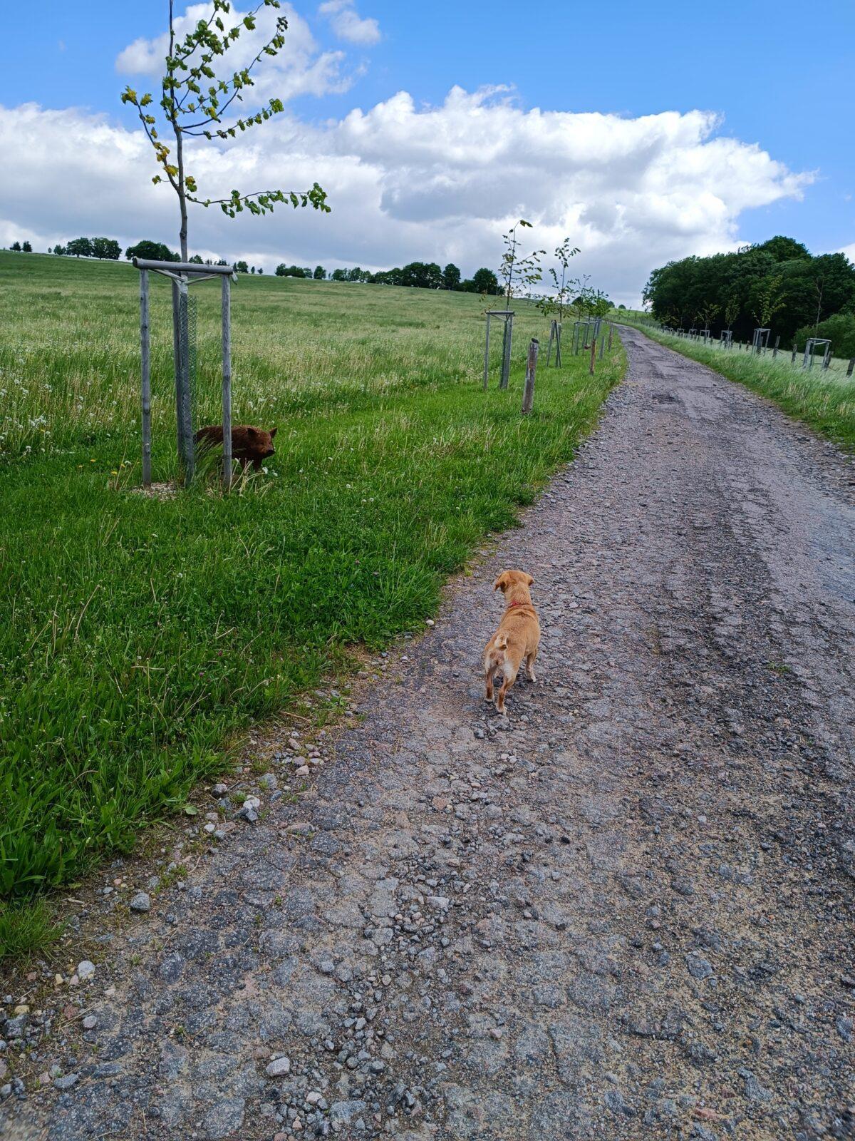 TLAPKY - České Libchavy - 28