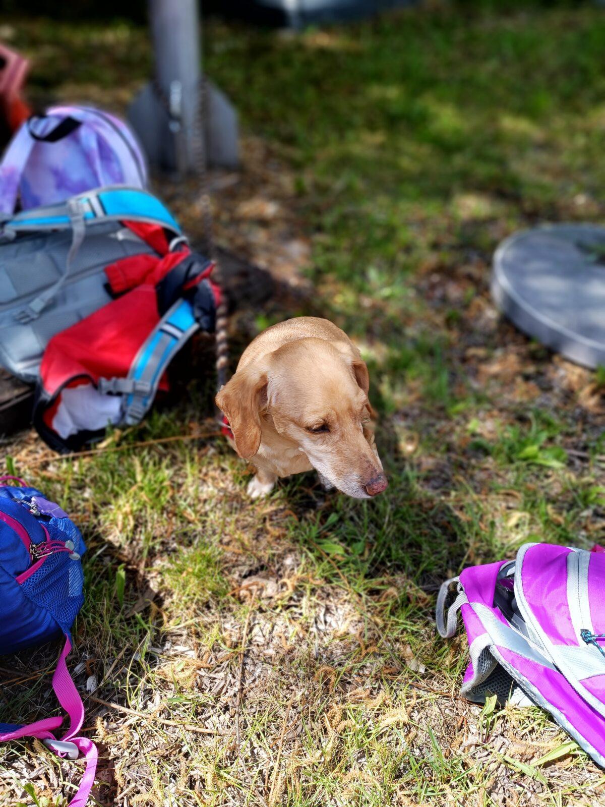 TLAPKY - České Libchavy - 66