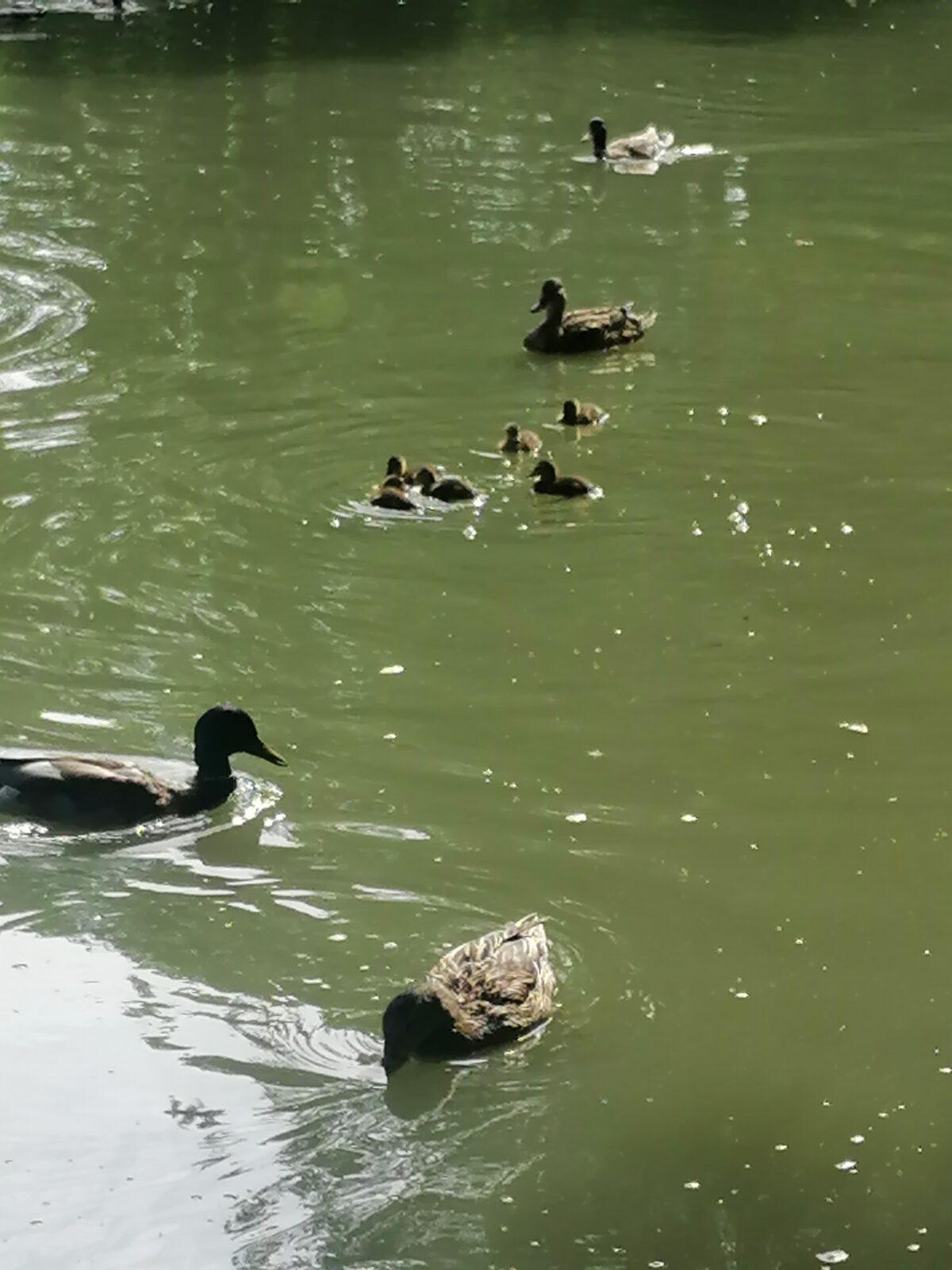 Výlet do Častolovic I. :-) - 24