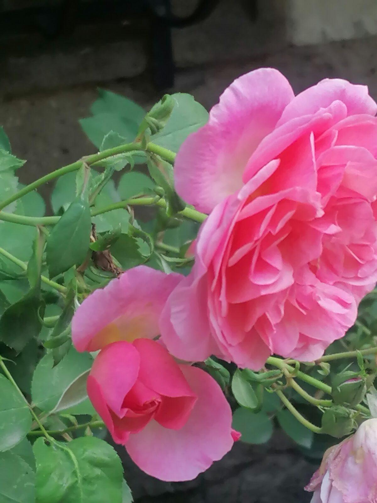 Výlet do Častolovic I. :-) - 25