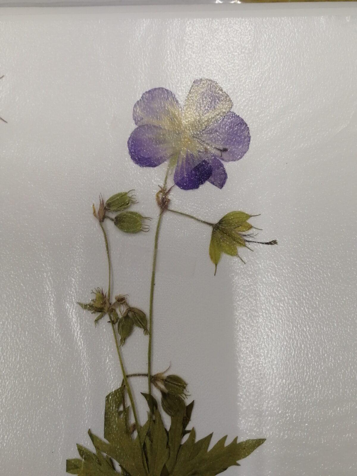 Herbář - zlomek naší květeny - 1