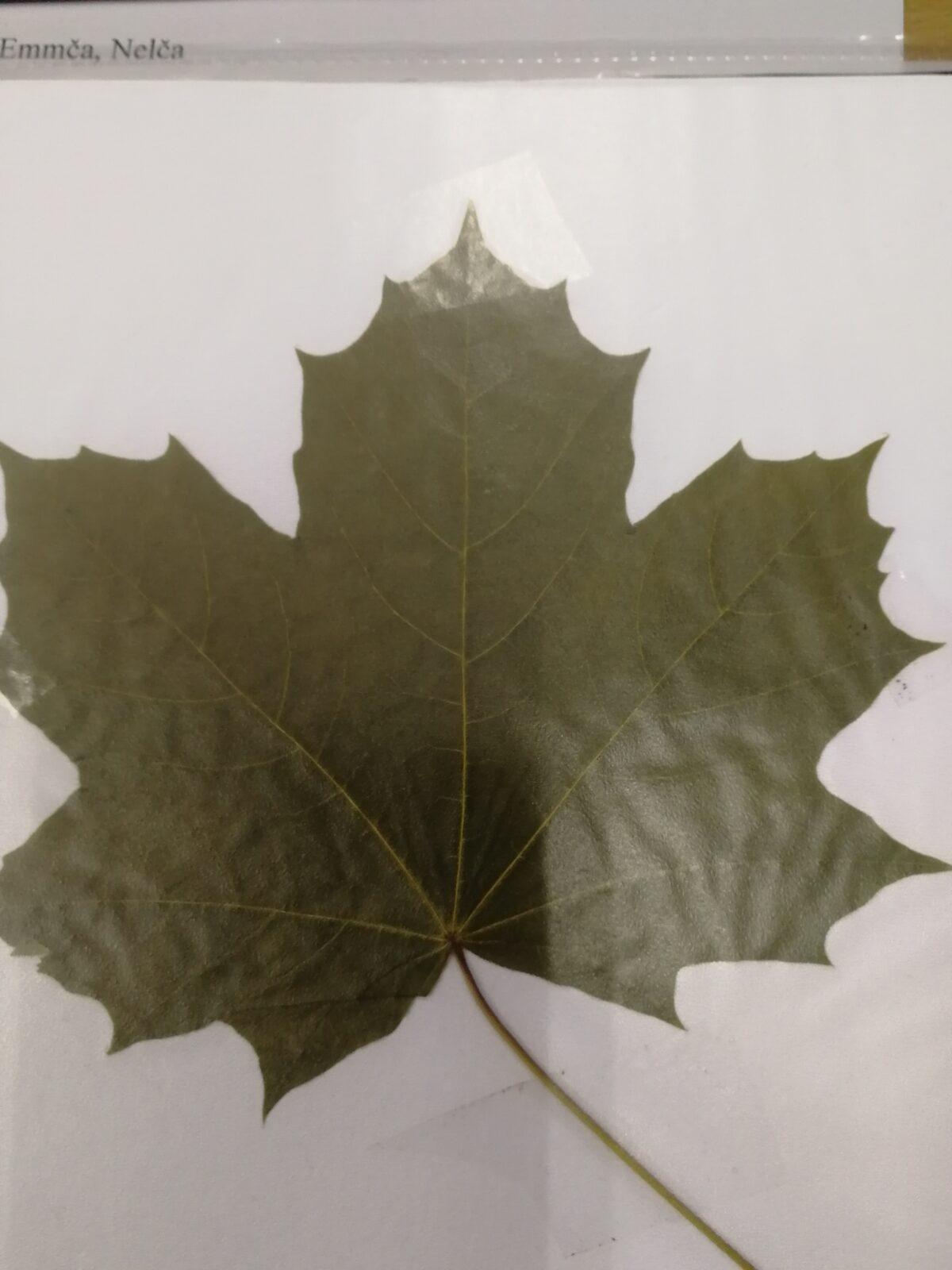 Herbář - zlomek naší květeny - 3