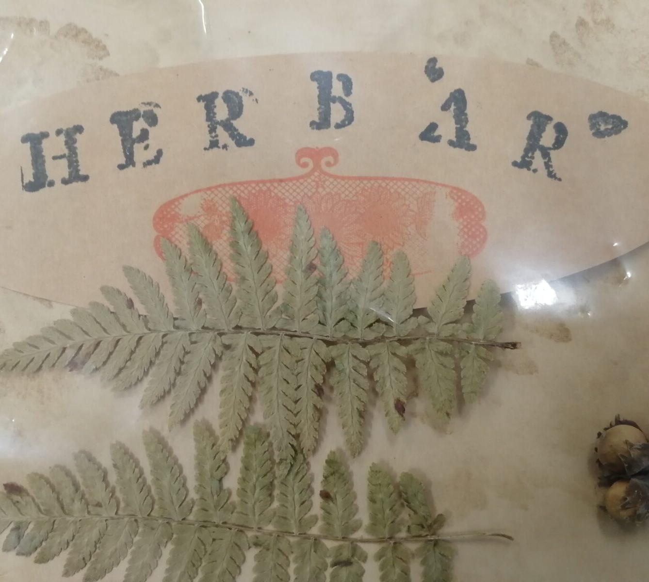 Herbář - zlomek naší květeny - 4