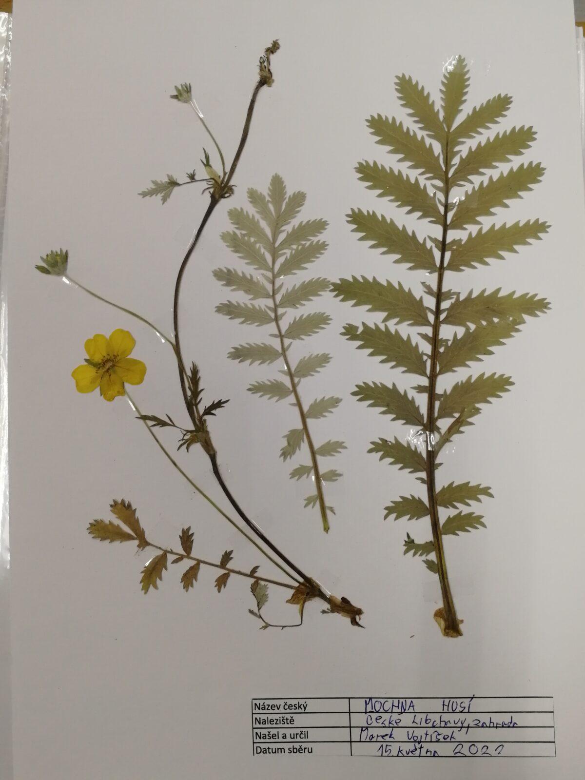 Herbář - zlomek naší květeny - 5