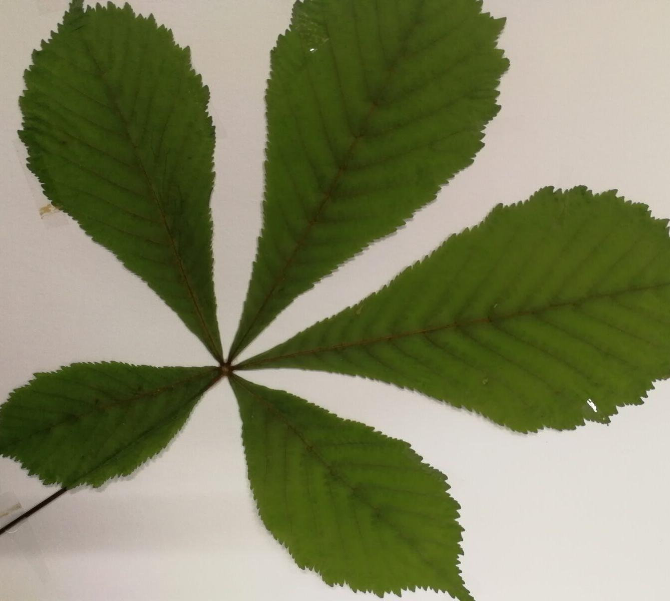 Herbář - zlomek naší květeny - 6