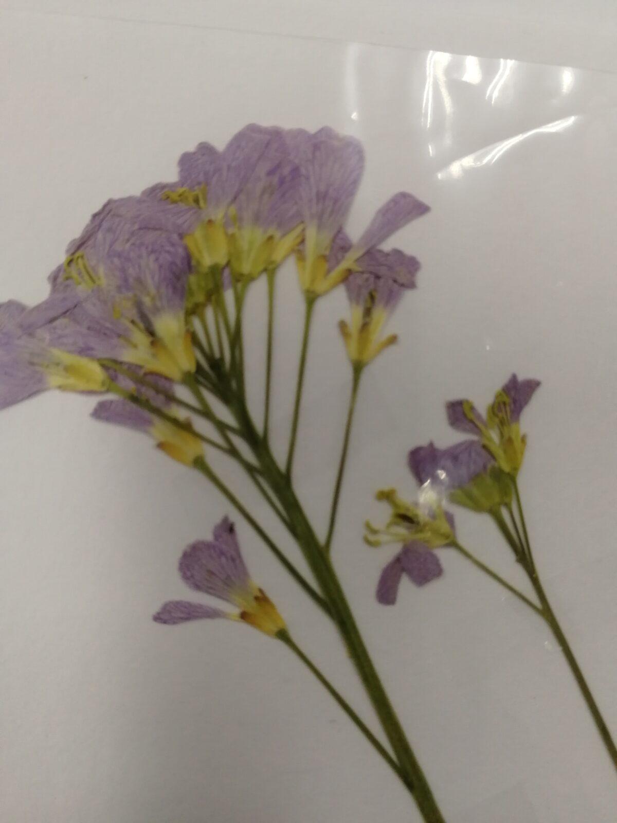 Herbář - zlomek naší květeny - 7