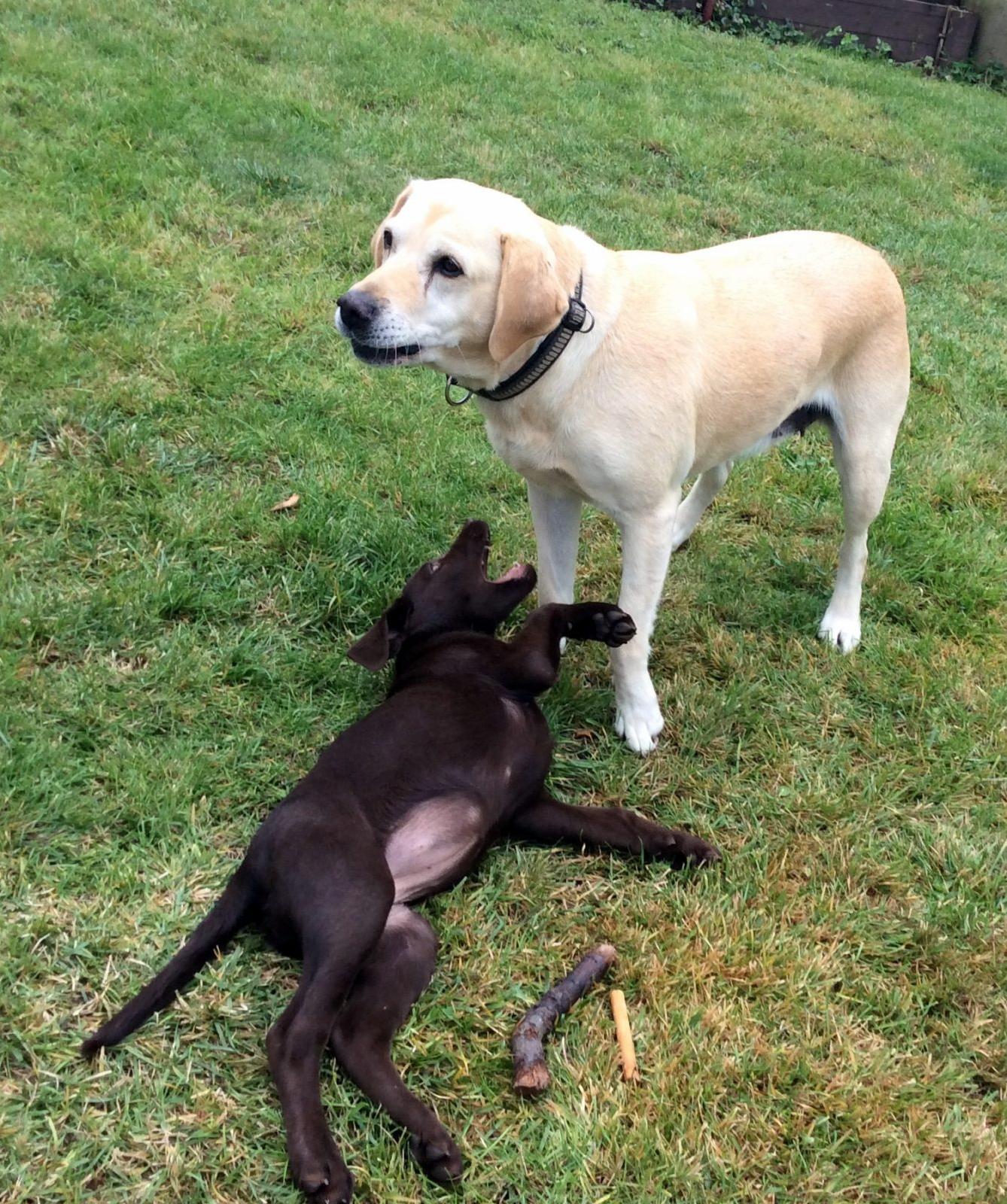 9. 10. Návštěva u Schauerů, 3. třída - 9