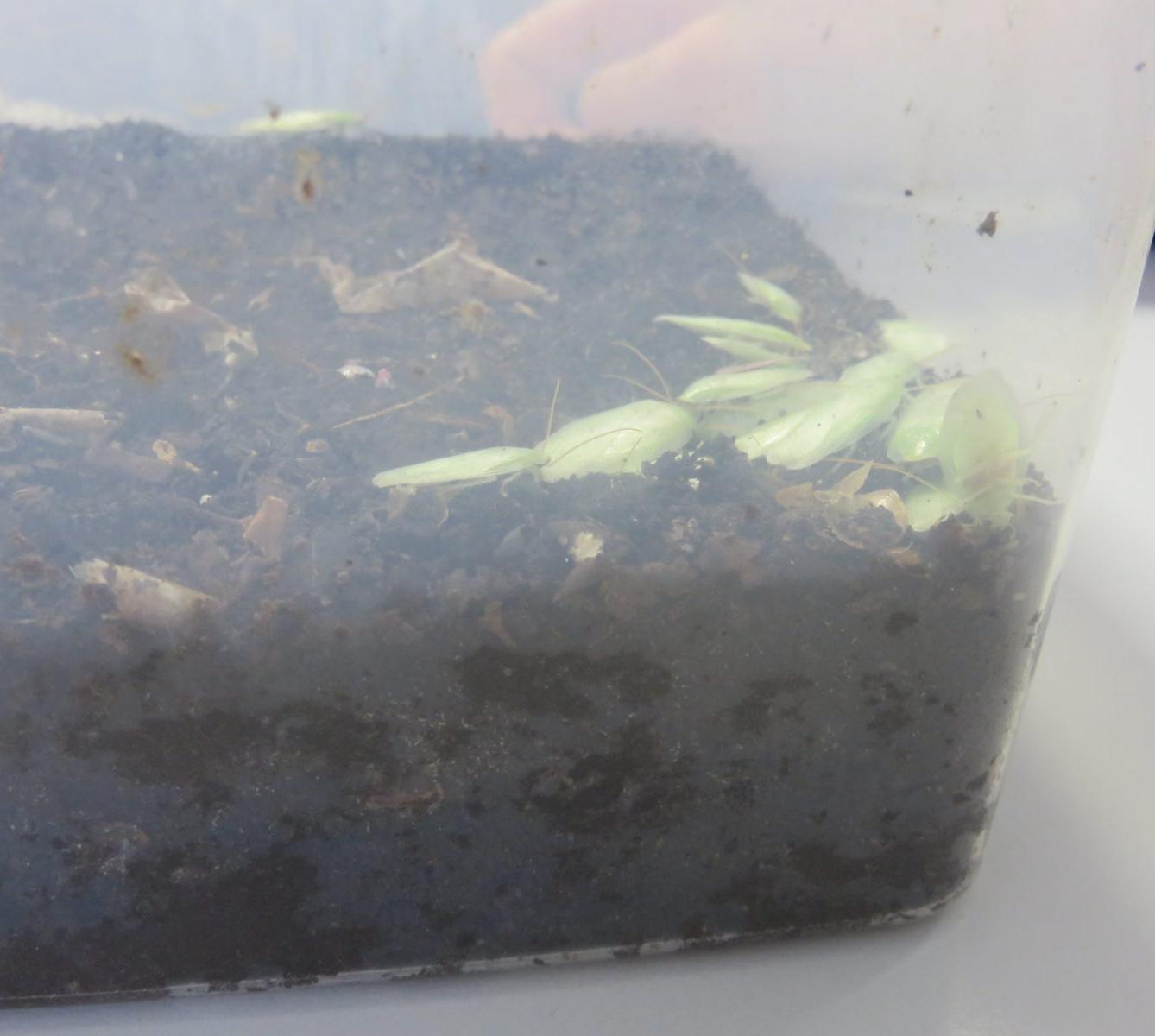 Klub zábavné logiky a deskových her na Univerzitě Hradec Králové - 38