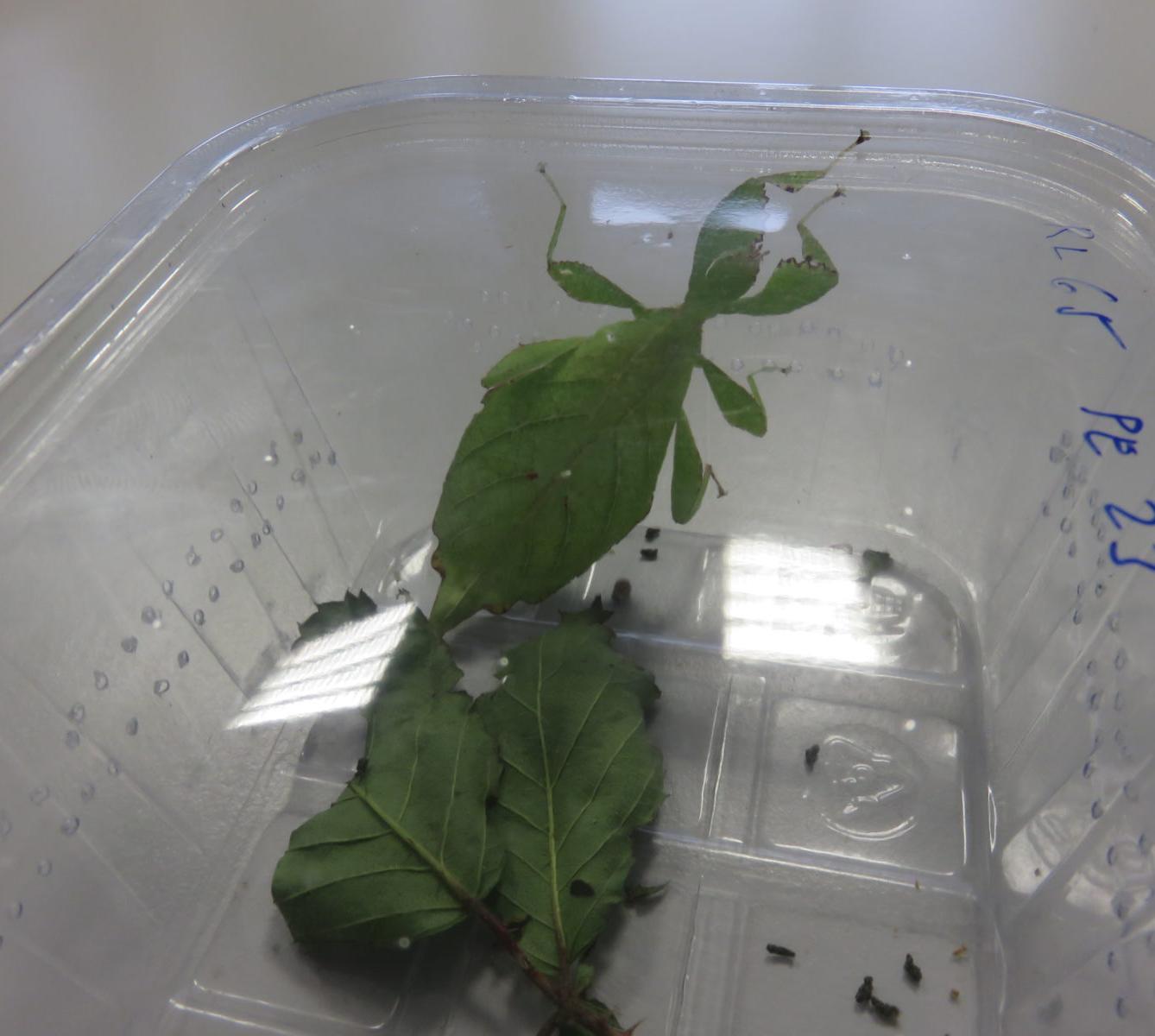 Klub zábavné logiky a deskových her na Univerzitě Hradec Králové - 40