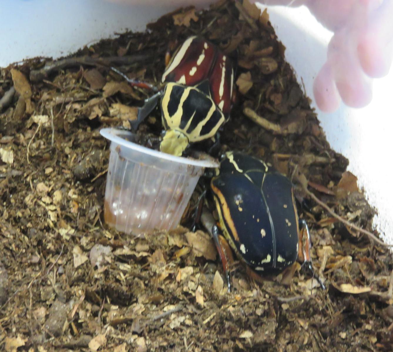 Klub zábavné logiky a deskových her na Univerzitě Hradec Králové - 42