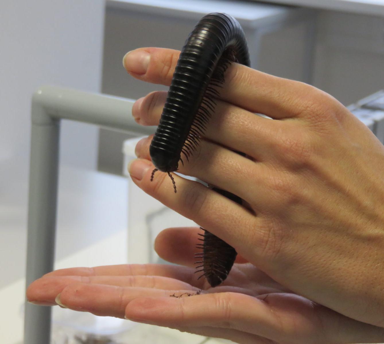 Klub zábavné logiky a deskových her na Univerzitě Hradec Králové - 44