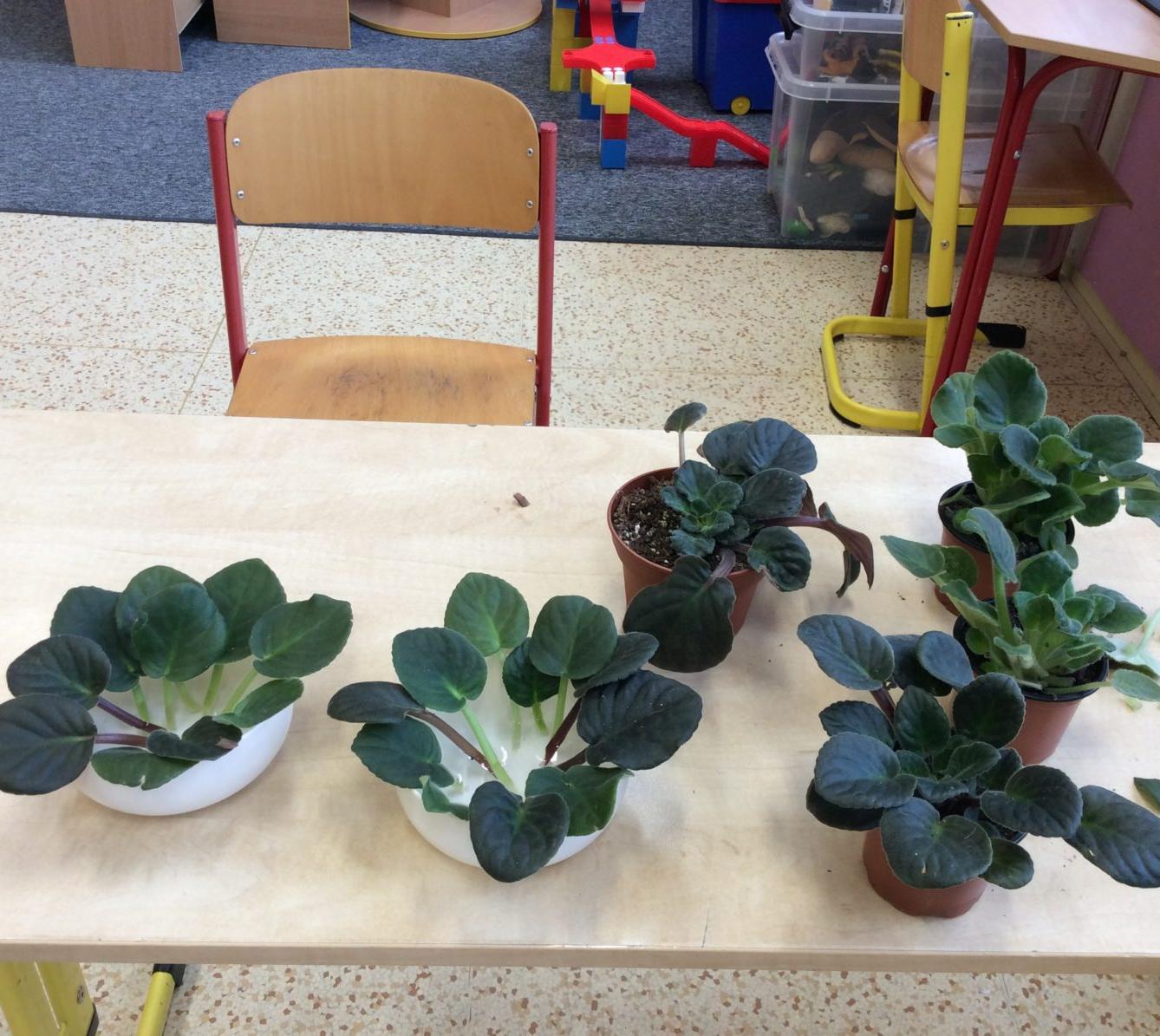 II. ODDĚLENÍ Únor - 80