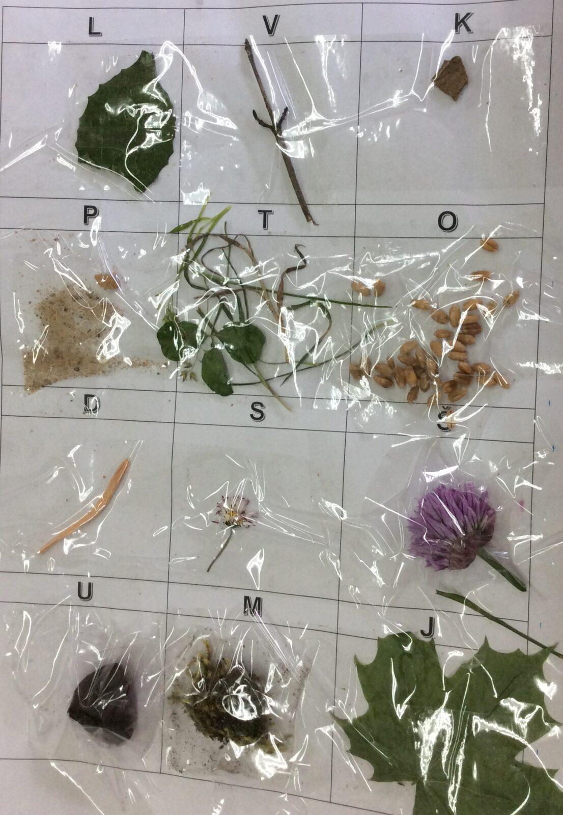 Příroda u třeťáčků 30. 5. - 22