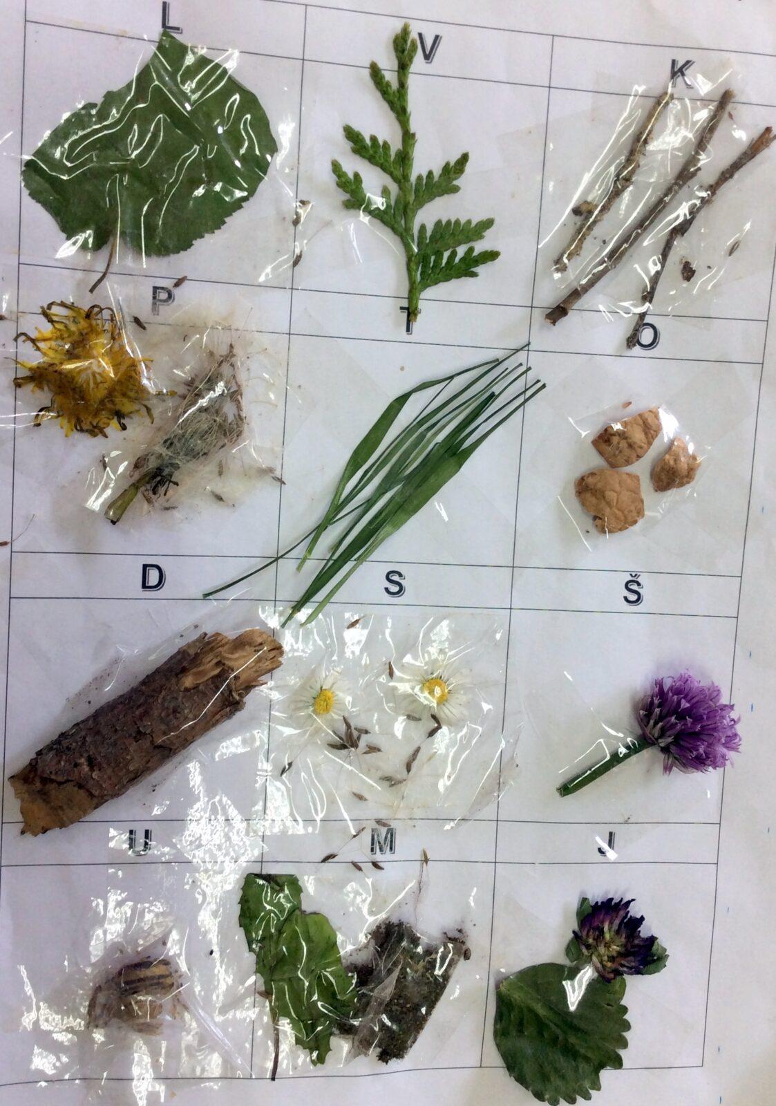 Příroda u třeťáčků 30. 5. - 23