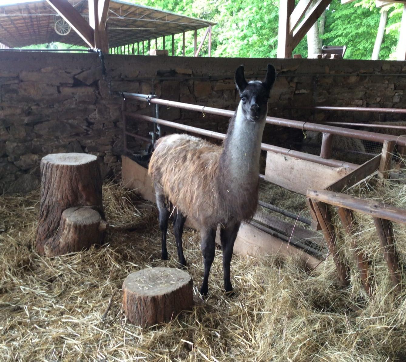 Družinový výlet do Doudleb nad Orlicí - 42