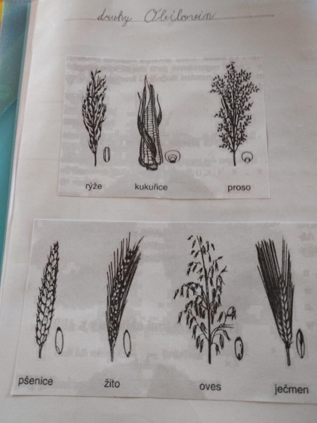 Distanční výuka ve třetí třídě 23. 10. - 14