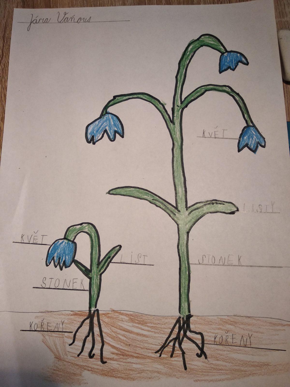 Aktivity druháčků v rámci domácího učení - pokračování - 3