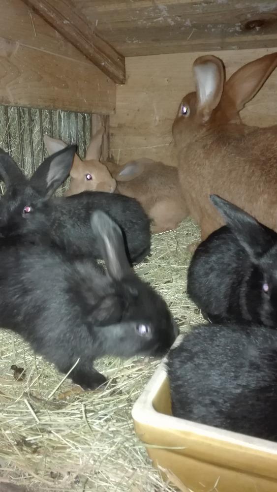 Výstupy druháčků z domácího učení 20. 4. - 9