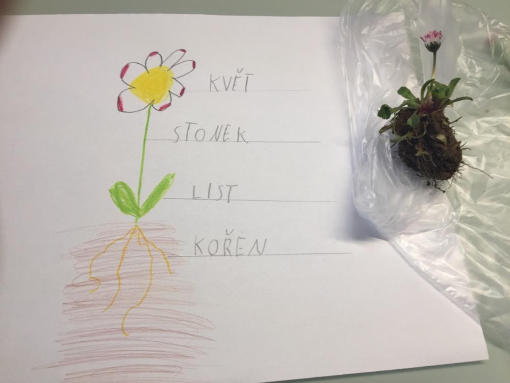 Aktivity druháčků v rámci domácího učení - pokračování - 6