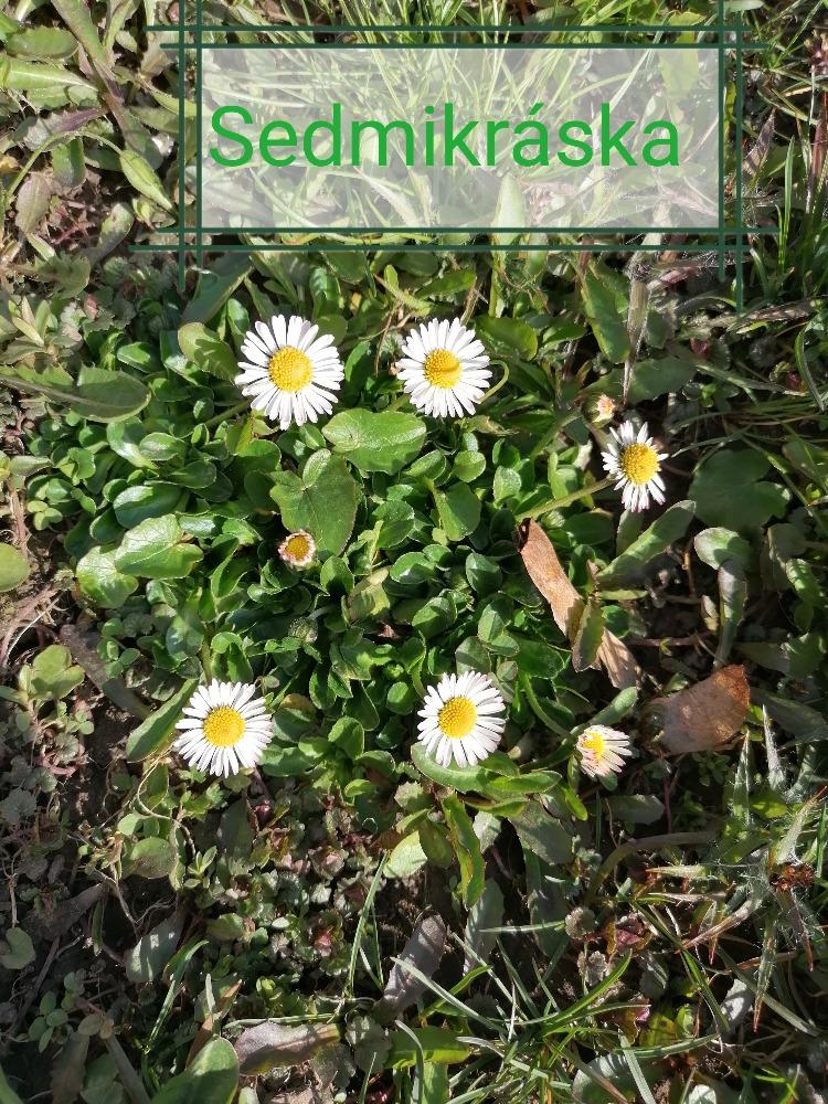 Distanční výuka ve třetí třídě 16. 4. - 23