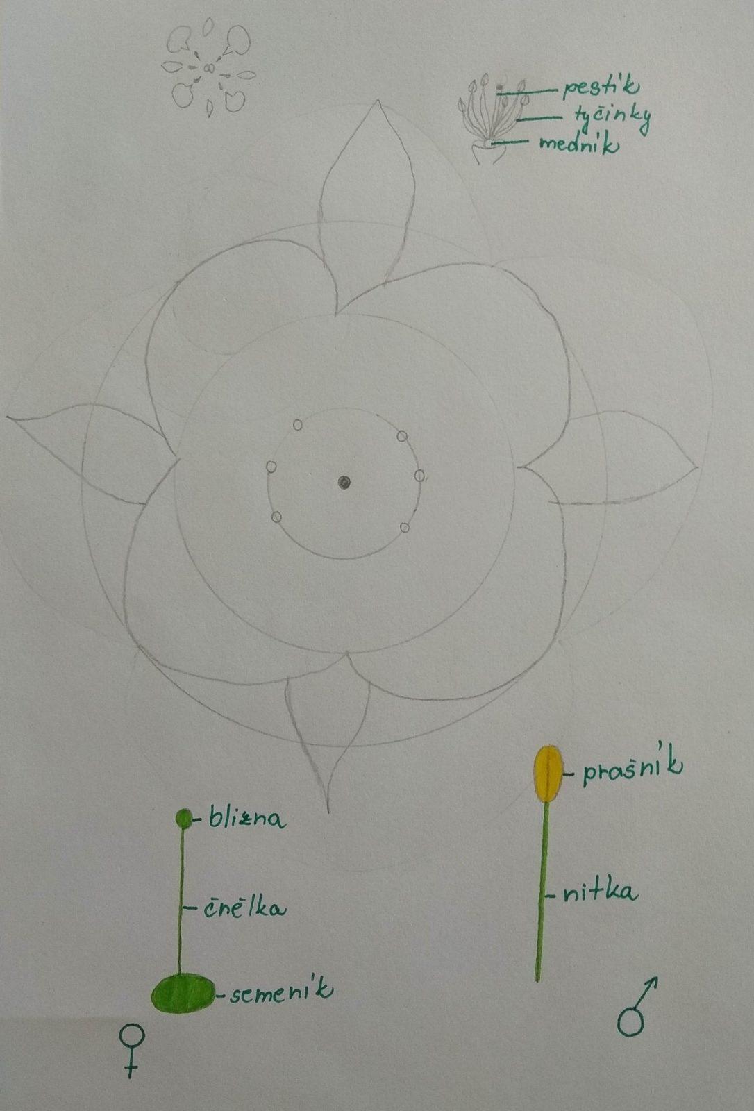 Rozbor květu - 8