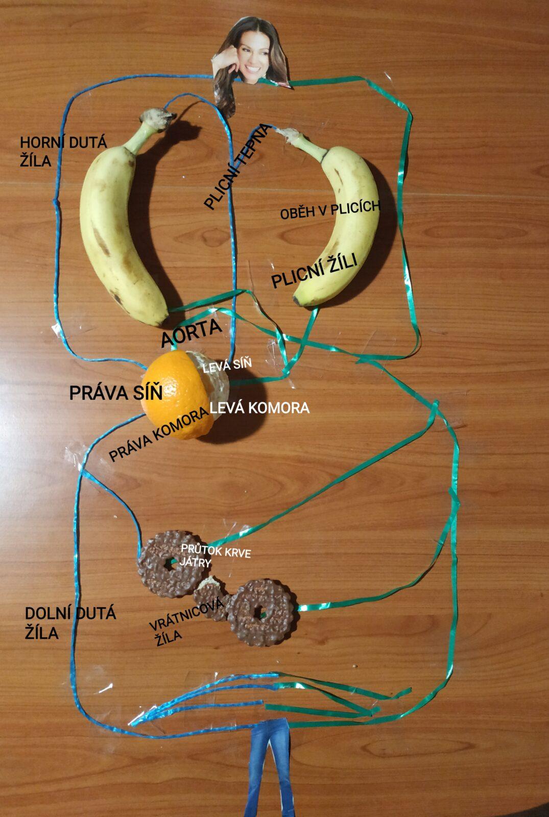 Biologie člověka - 8. třída - 8