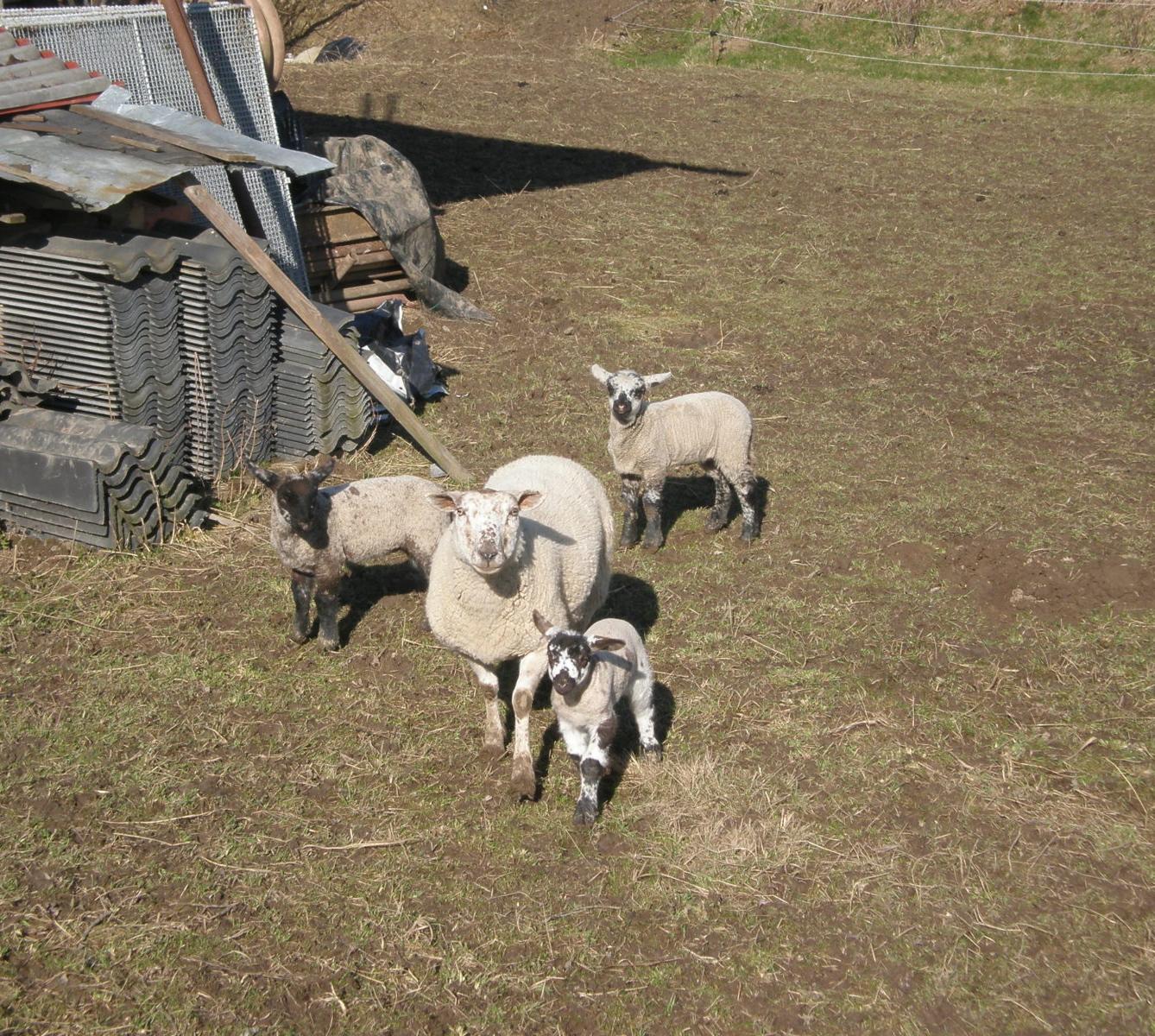 Výprava druháčků za jehňaty - 2