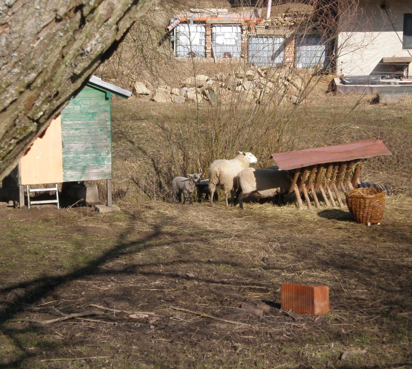 Výprava druháčků za jehňaty - 6