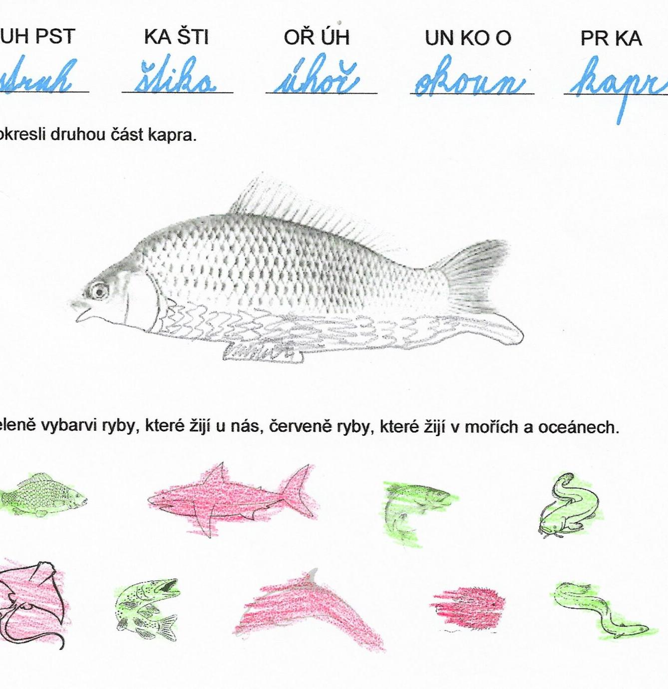 Království ryb u třeťáčků 13. 6. - 48