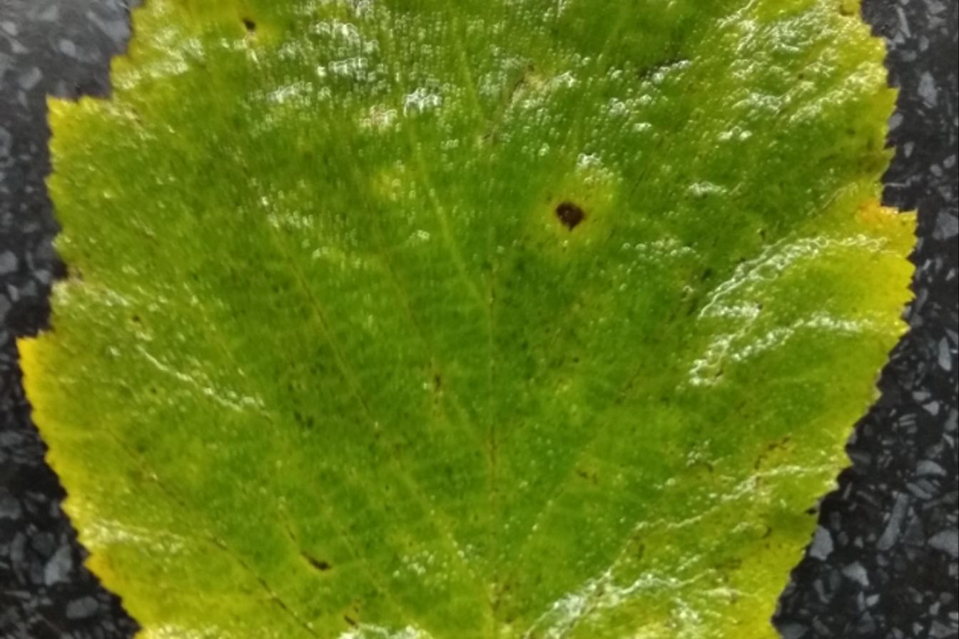 Laboratorní práce FOTOSYNTÉZA v 6.třídě