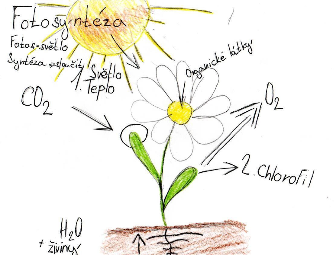 Laboratorní práce FOTOSYNTÉZA v 6.třídě - 4