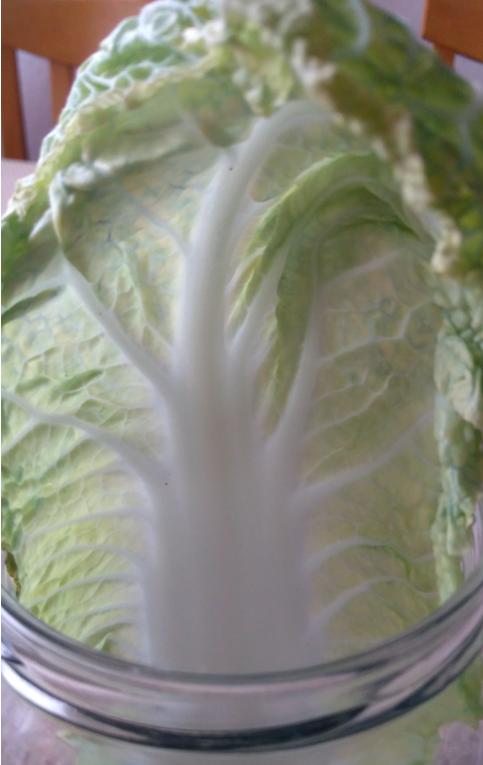 Laboratorní práce FOTOSYNTÉZA v 6.třídě - 5