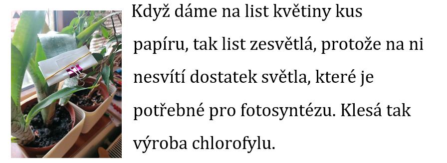 Laboratorní práce FOTOSYNTÉZA v 6.třídě - 9