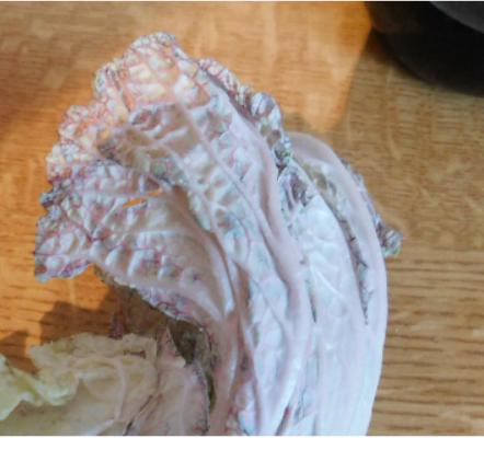 Laboratorní práce FOTOSYNTÉZA v 6.třídě - 11