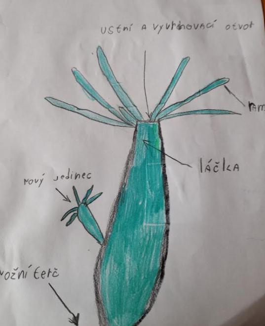 Přírodopis v 6. třídě - 5