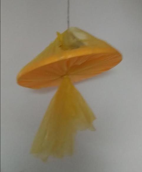 Přírodopis v 6. třídě - 8