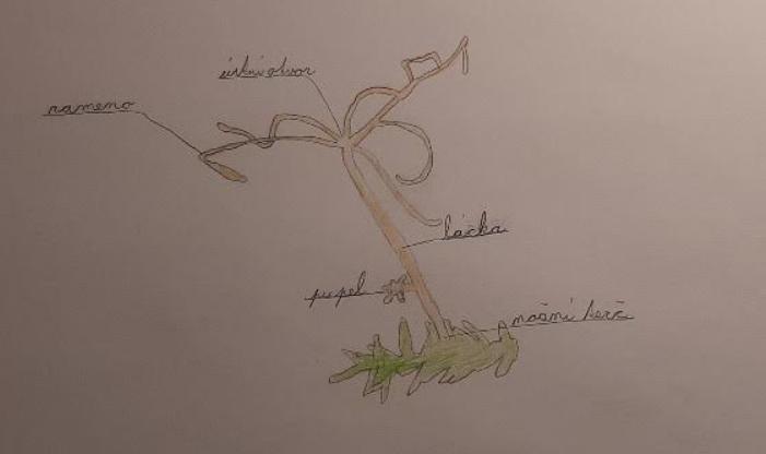 Přírodopis v 6. třídě - 9