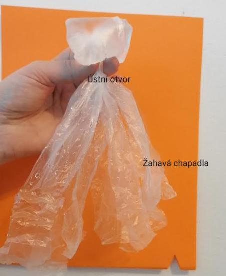 Přírodopis v 6. třídě - 11