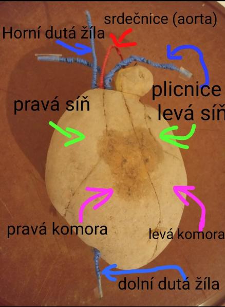 Biologie člověka - 8. třída - 10