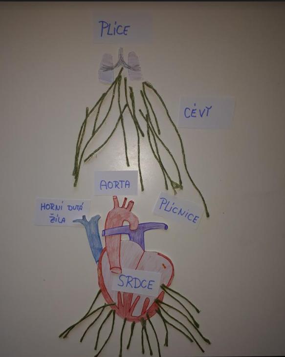 Biologie člověka - 8. třída - 12