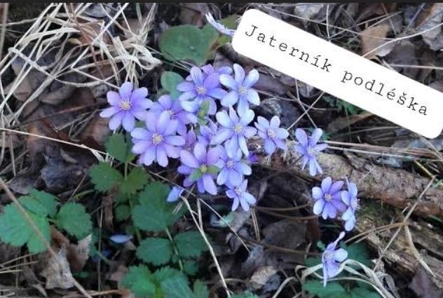 Taxonomie rostlin - sedmáci - 9