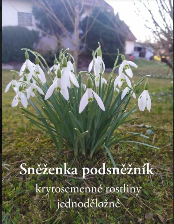 Taxonomie rostlin - sedmáci - 13