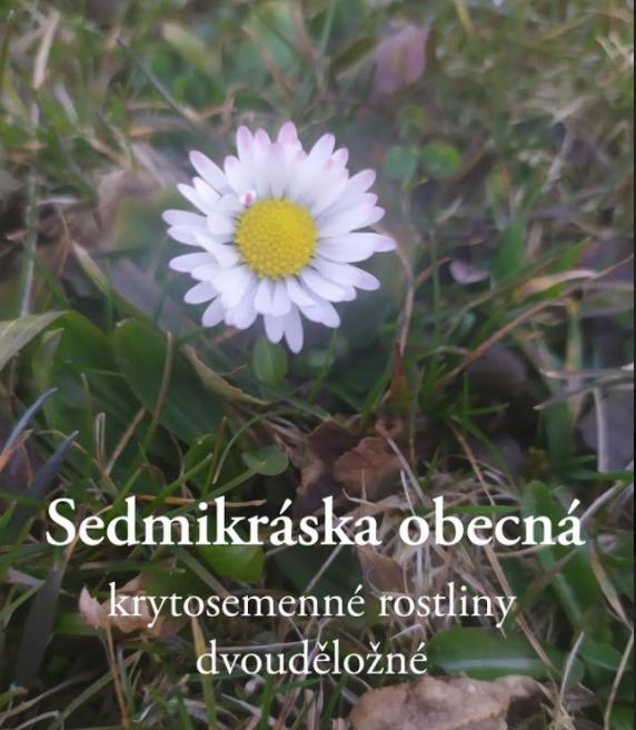 Taxonomie rostlin - sedmáci - 14